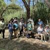 arundo group shade