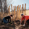 volunteers-digging-holes