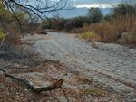 Wentworth Bosque November 2023