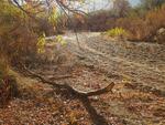 Wentworth Bosque October 2023