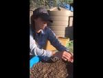 Embedded thumbnail for How to Create Garden Soil from Sheet Mulching